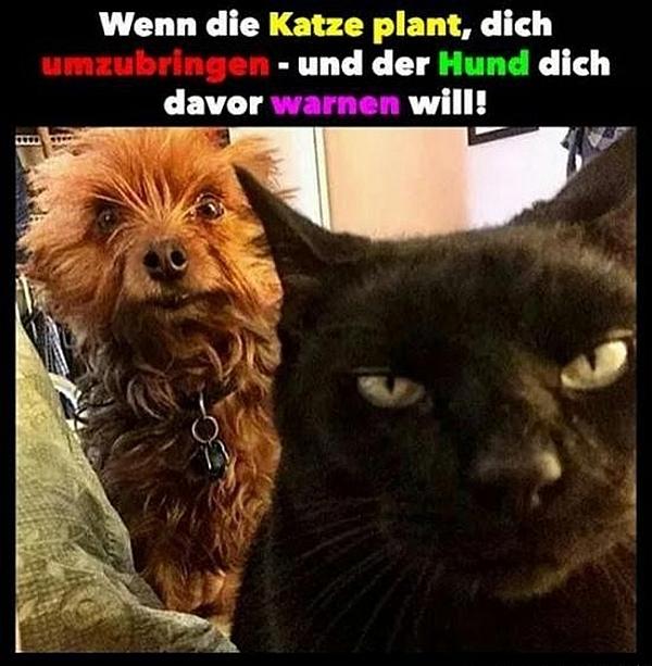 Wenn die Katze plant, dich umzubringen und der Hund dich