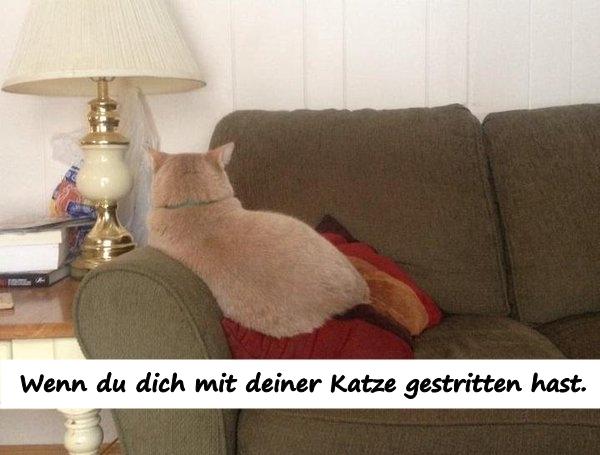 Wenn du dich mit deiner Katze gestritten hast