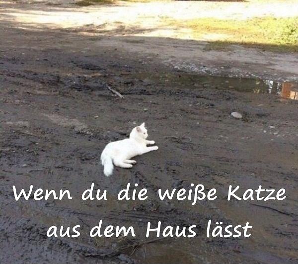 Wenn du die weiße Katze aus dem Haus lässt