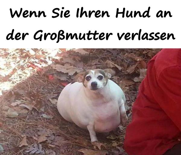 Wenn Sie Ihren Hund an der Großmutter verlassen