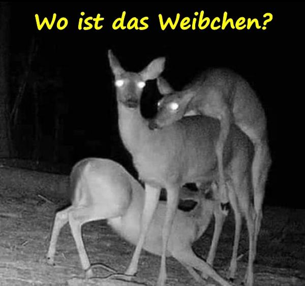 Wo ist das Weibchen