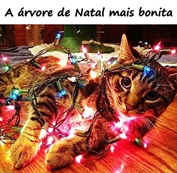 A árvore de Natal mais bonita