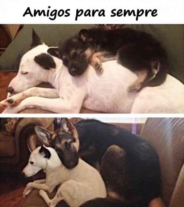 Amigos para sempre