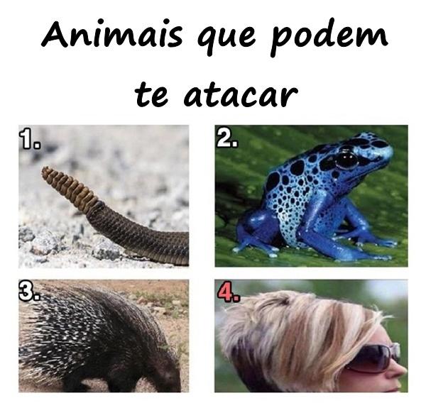 Animais que podem te atacar