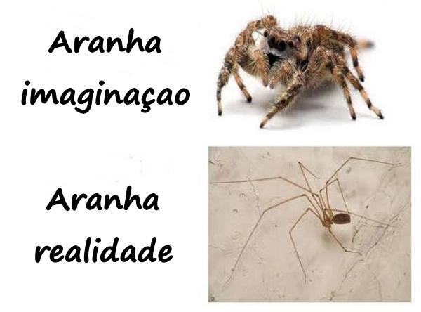 Aranha: imaginação e realidade