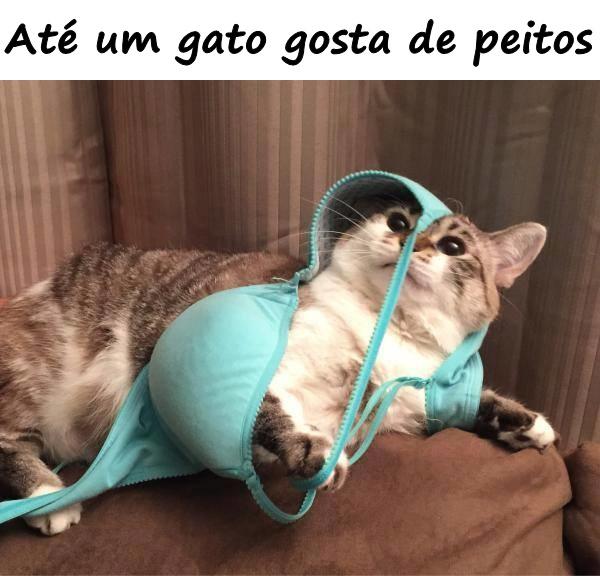 Até um gato gosta de peitos