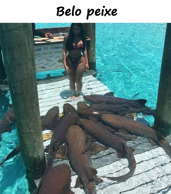 Belo peixe