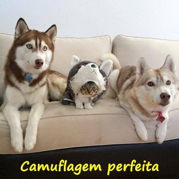 Camuflagem perfeita