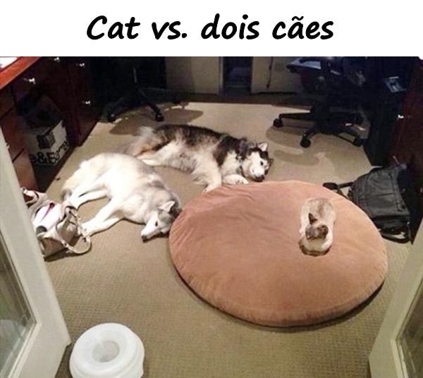 Cat vs. dois cães