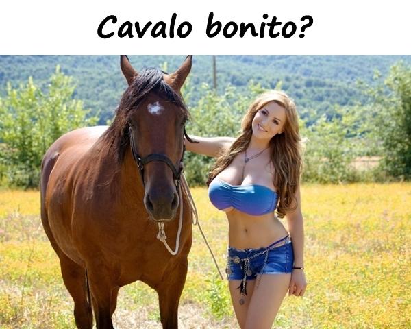 Cavalo bonito