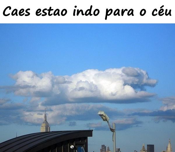 Cães estão indo para o céu