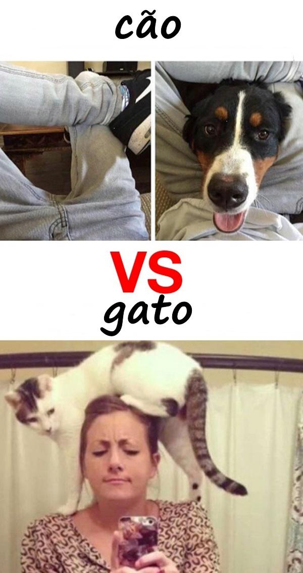 Cão contra o gato