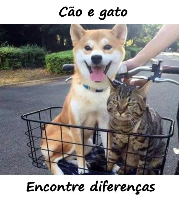 Cão e gato. Encontre diferenças