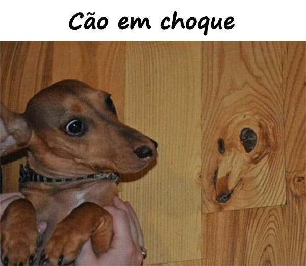 Cão em choque