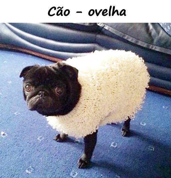 Cão - ovelha