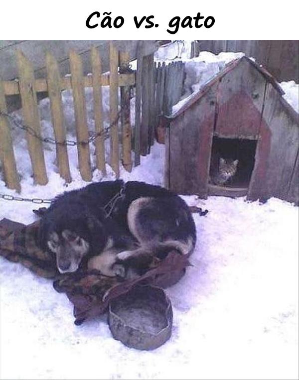 Cão vs. gato