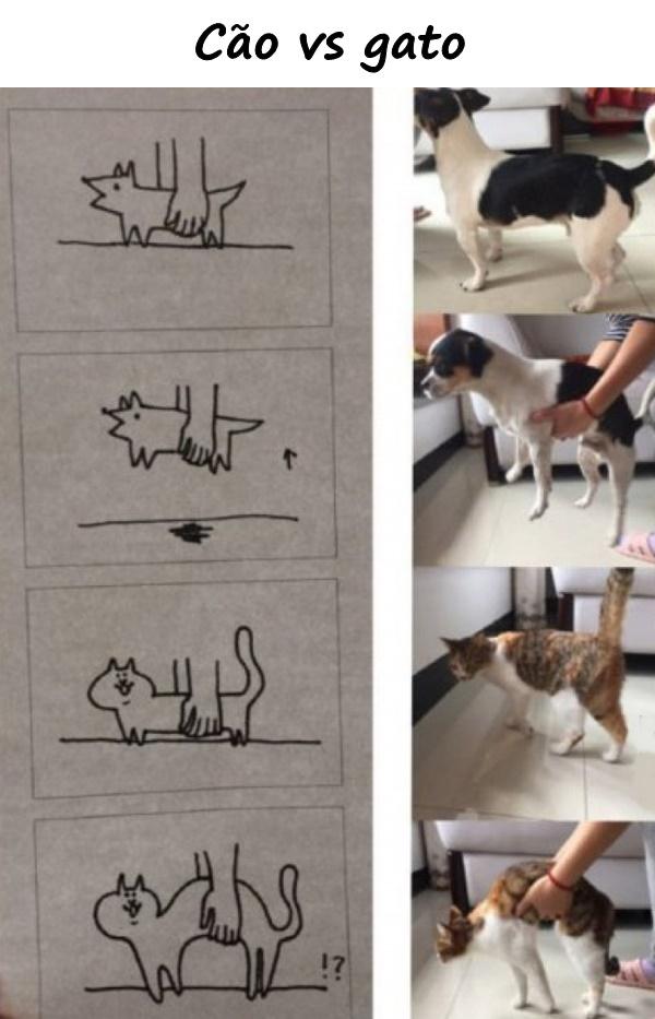 Cão vs gato