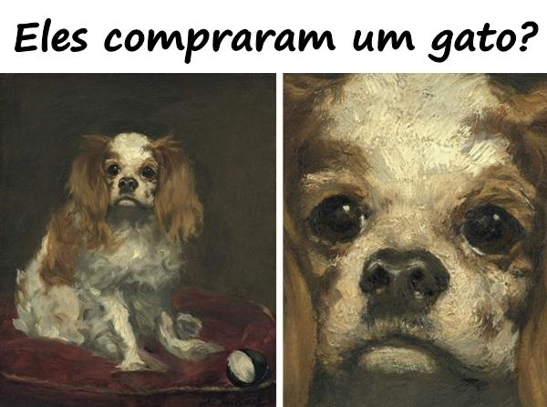 Eles compraram um gato