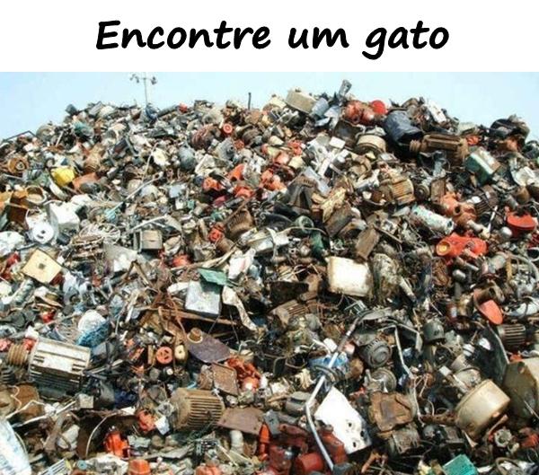 Encontre um gato