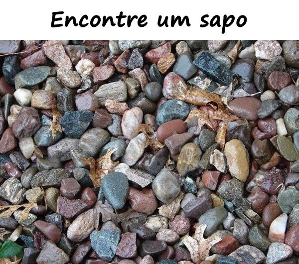 Encontre um sapo