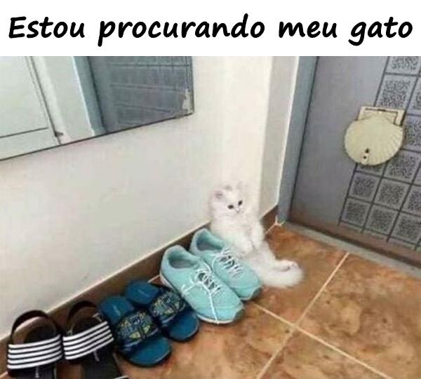 Estou procurando meu gato