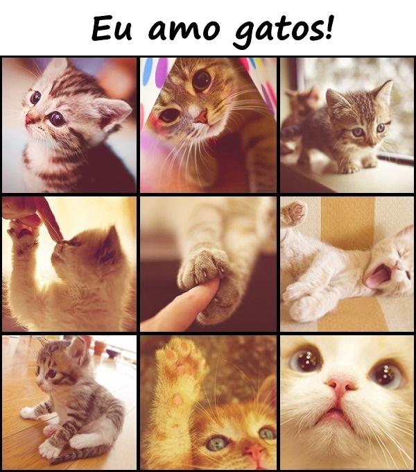 Eu amo gatos