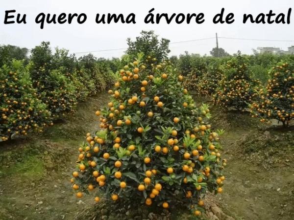 Eu quero uma árvore de natal