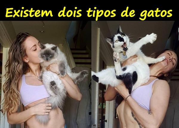 Existem dois tipos de gatos