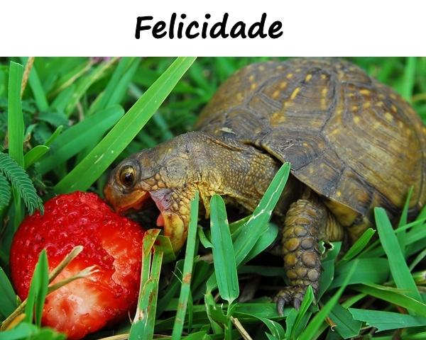 Felicidade