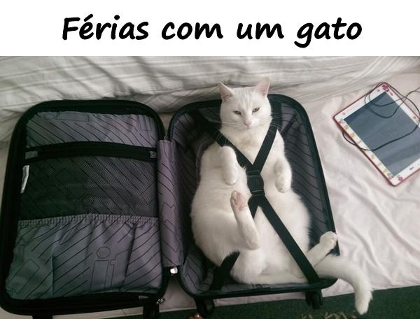 Férias com um gato