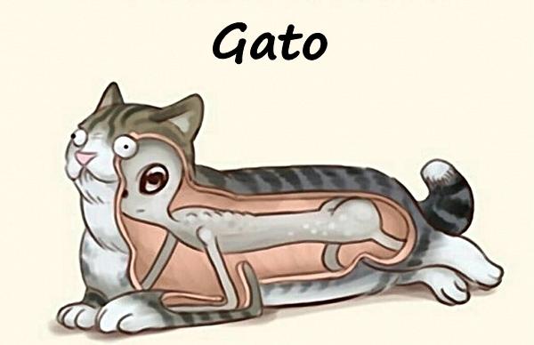 Gato