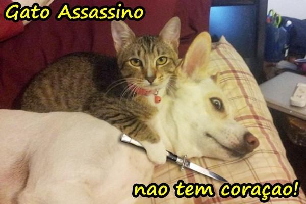 Gato Assassino não tem coração