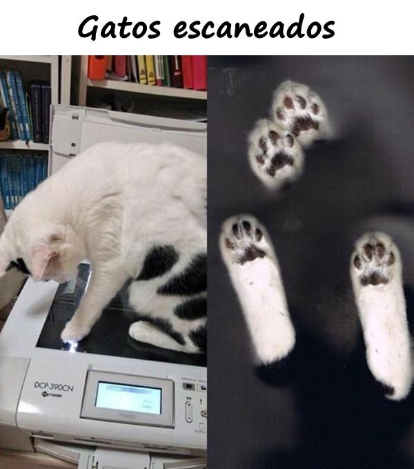 Gatos escaneados