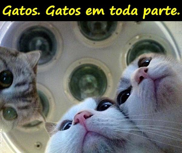 Gatos. Gatos em toda parte