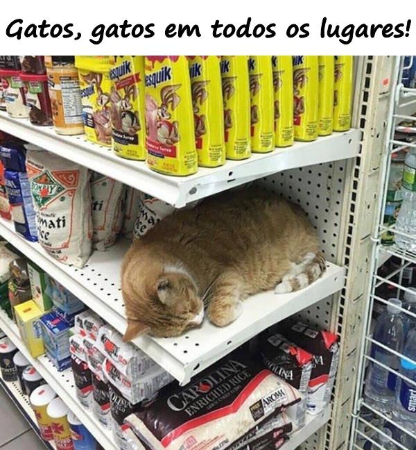 Gatos, gatos em todos os lugares