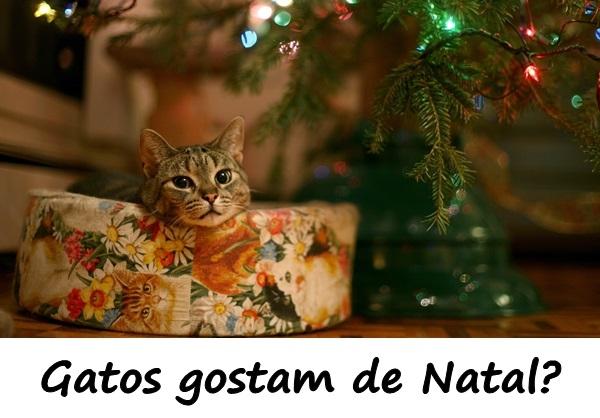 Gatos gostam de Natal