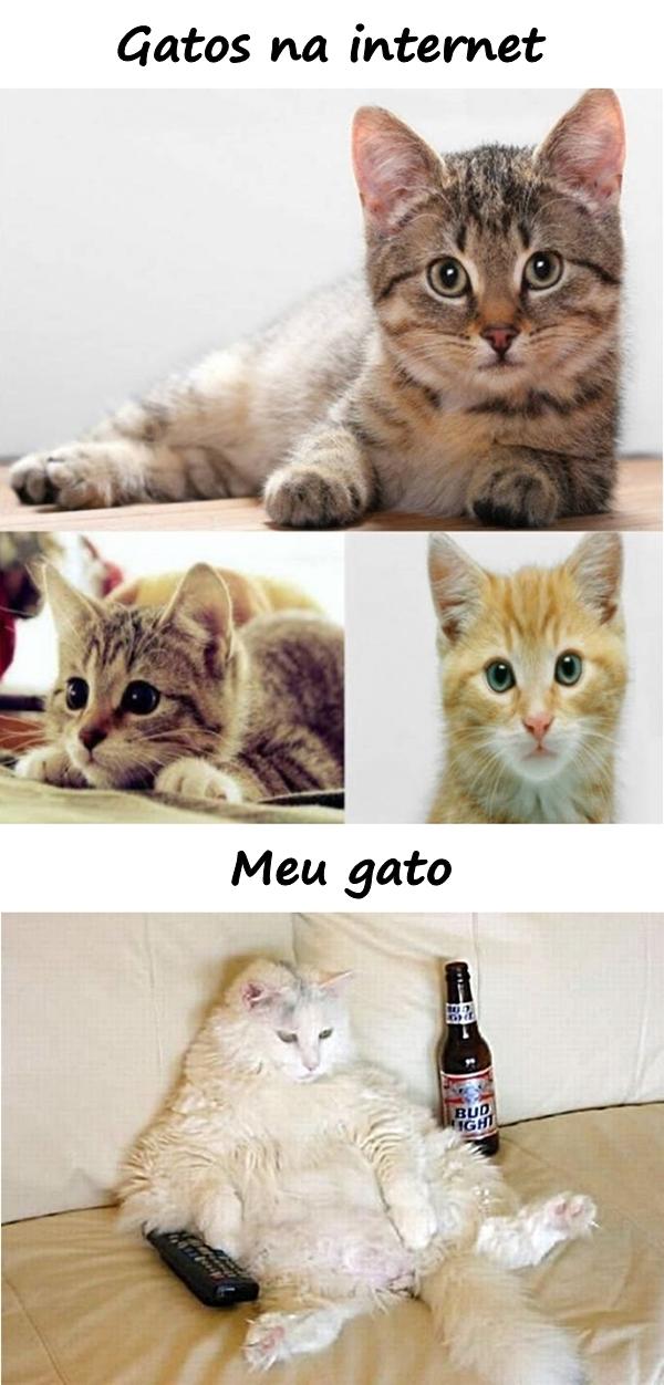 Gatos na internet e meu gato