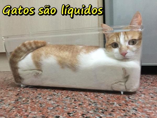 Gatos são líquidos