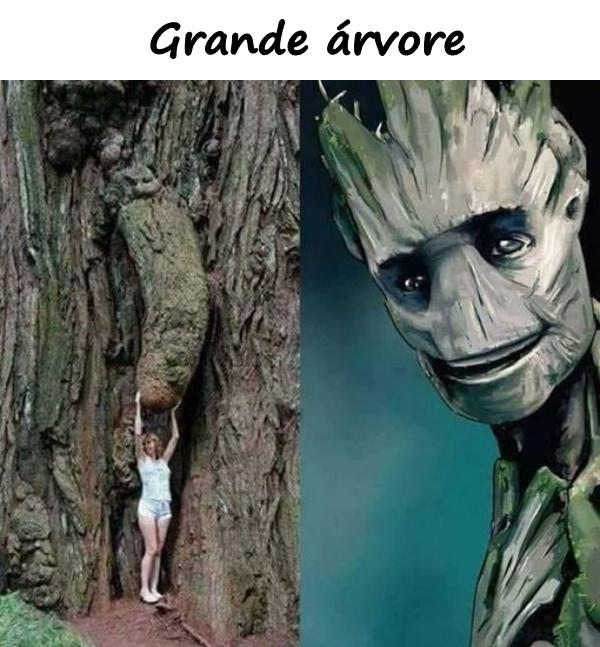 Grande árvore