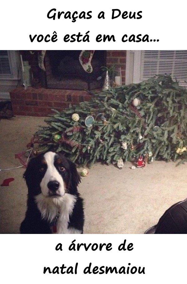 Graças a Deus você está em casa... a árvore de natal