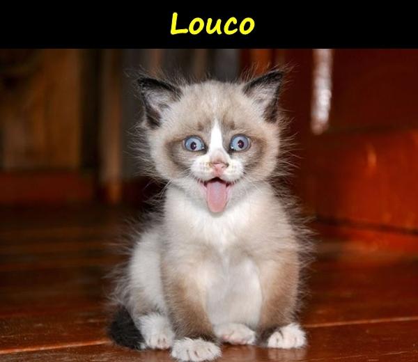 Louco