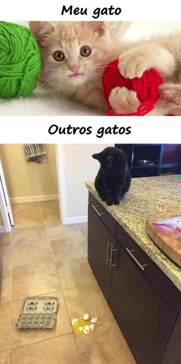 Meu gato e outros gatos