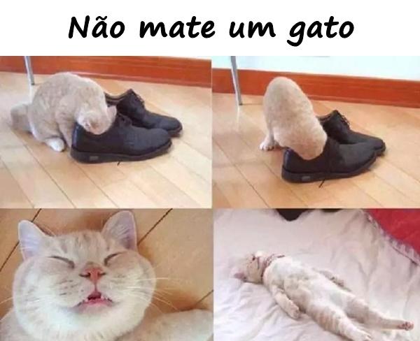 Não mate um gato