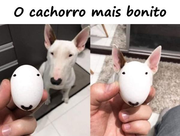 O cachorro mais bonito