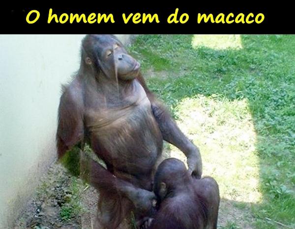 O homem vem do macaco