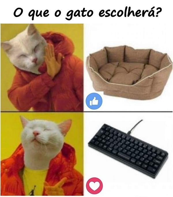 O que o gato escolherá