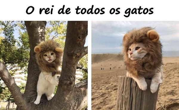 O rei de todos os gatos