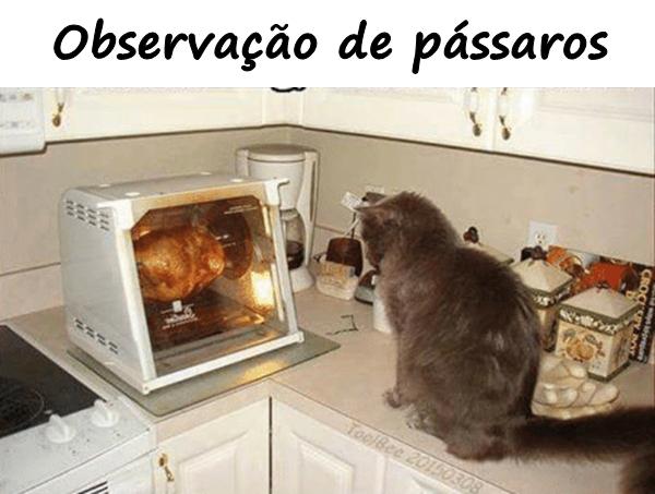 Observação de pássaros