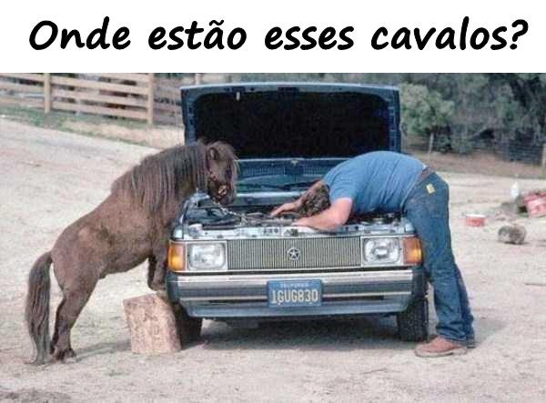 Onde estão esses cavalos