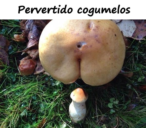 Pervertido cogumelos